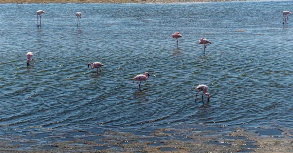 Flamingos
